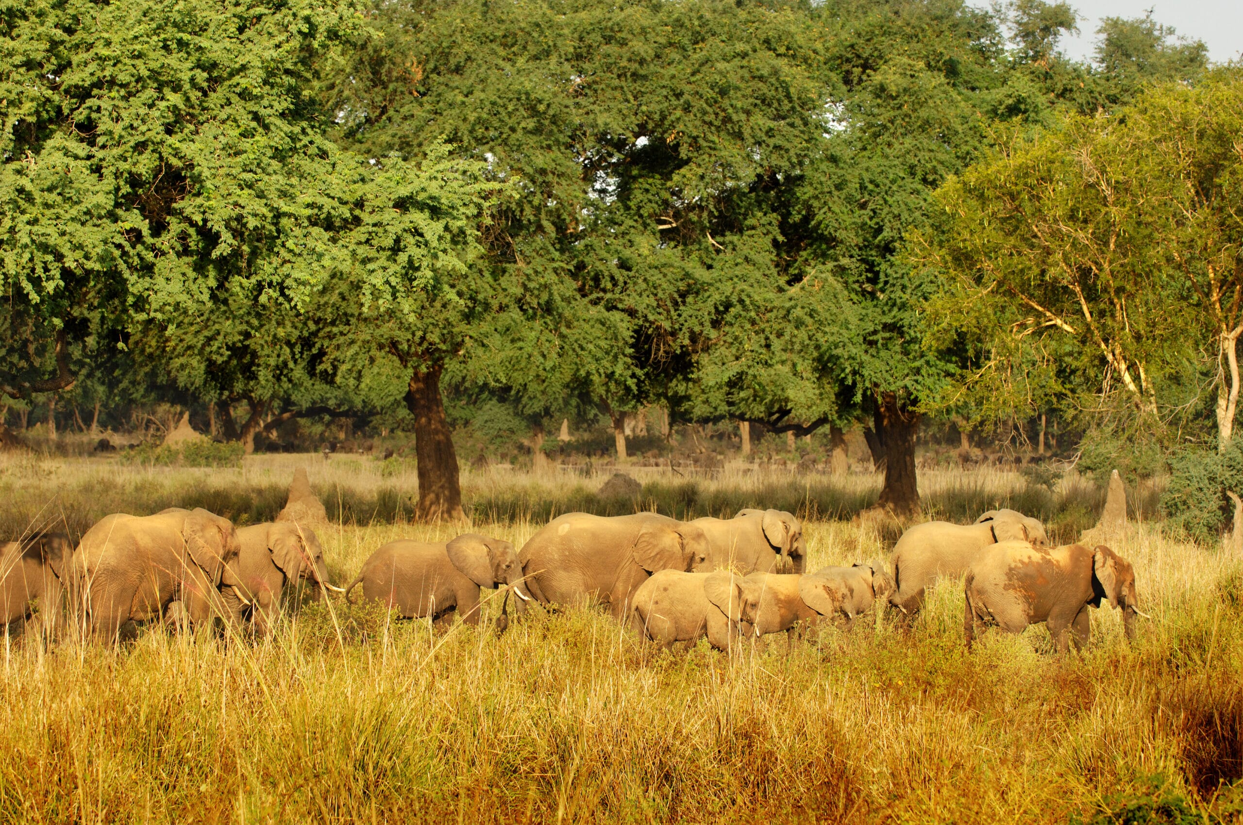 CLZ-21-scaled.jpg?w=600&h=399&scale