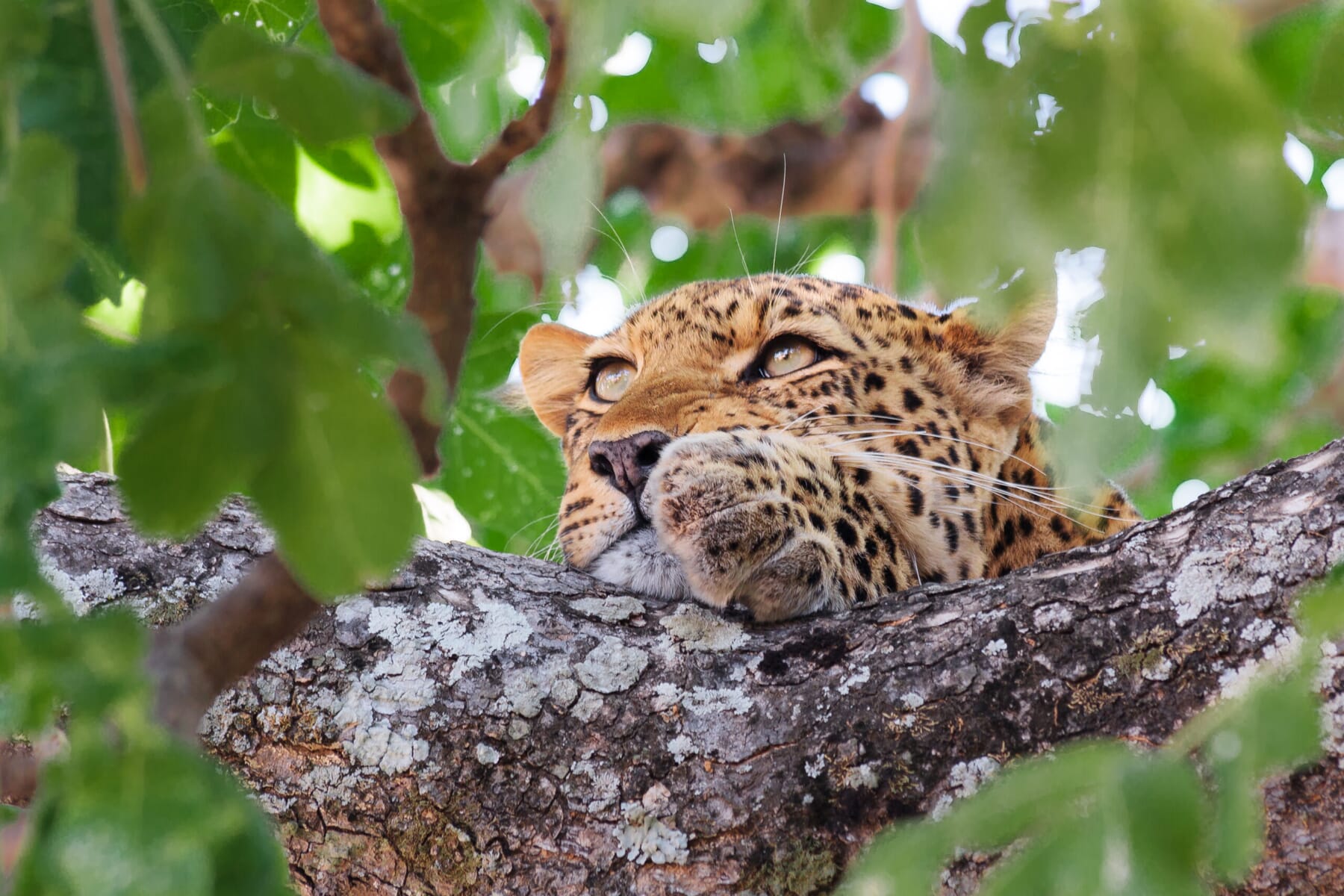 Ed-Selfe-Leopard-scaled.jpg?w=1800&h=1200&scale Ed-Selfe-Leopard-scaled.jpg?w=1800&h=1200&scale