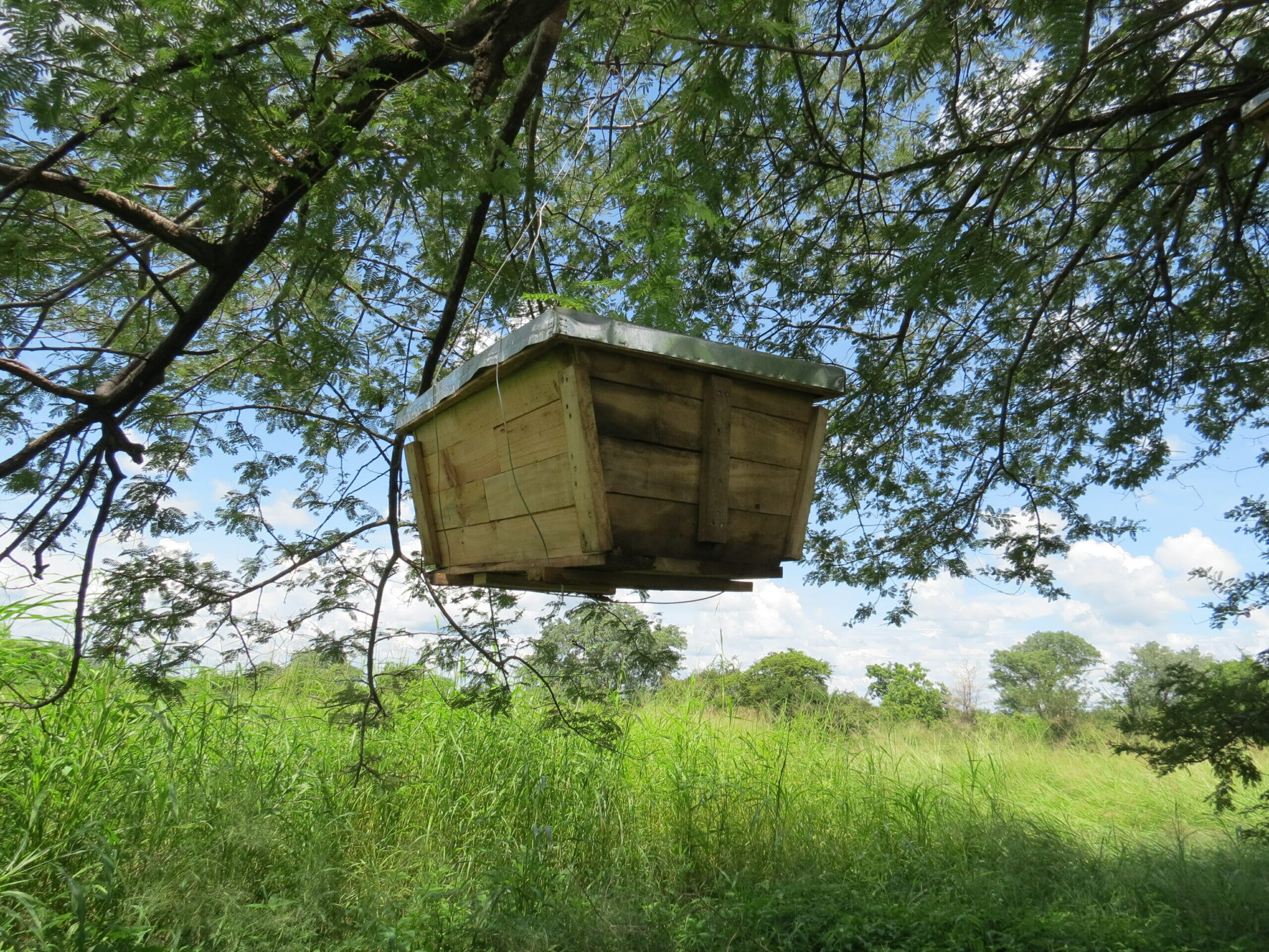 Carbon Offset Forestry Projects