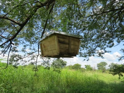 Carbon Offset Forestry Projects Carbon Offset Forestry Projects