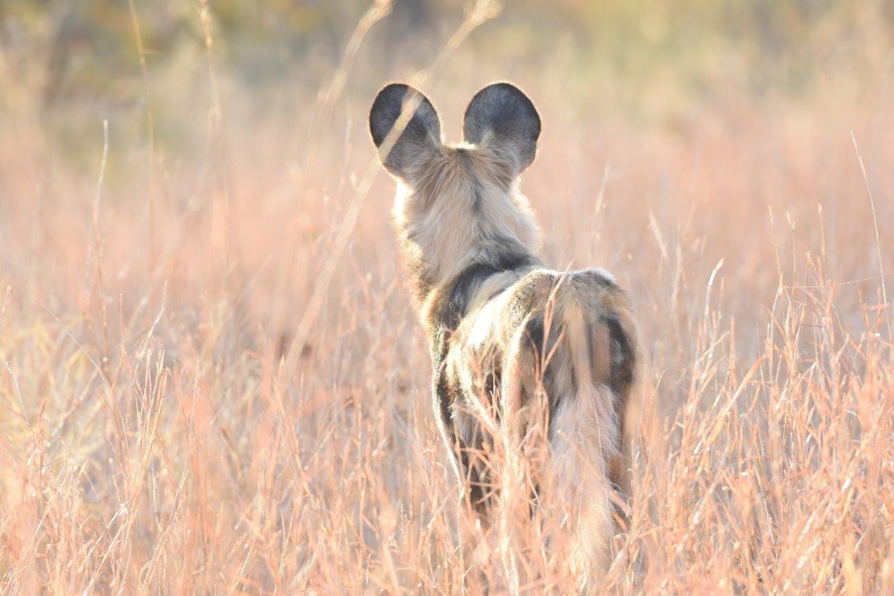 Carbon Offset Forestry Projects Carbon Offset Forestry Projects