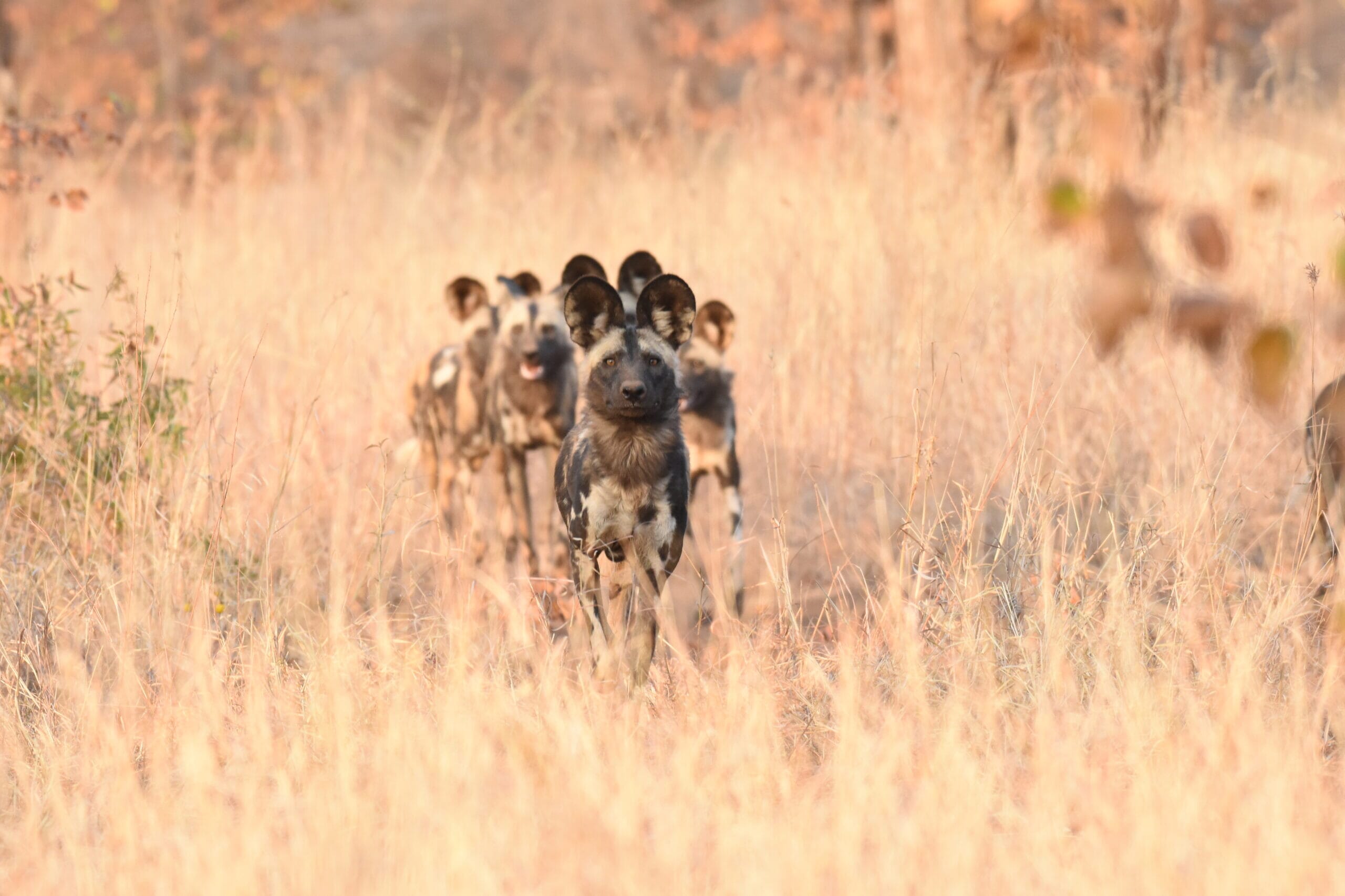 DSC_2750-scaled.jpg?w=1800&h=1200&scale