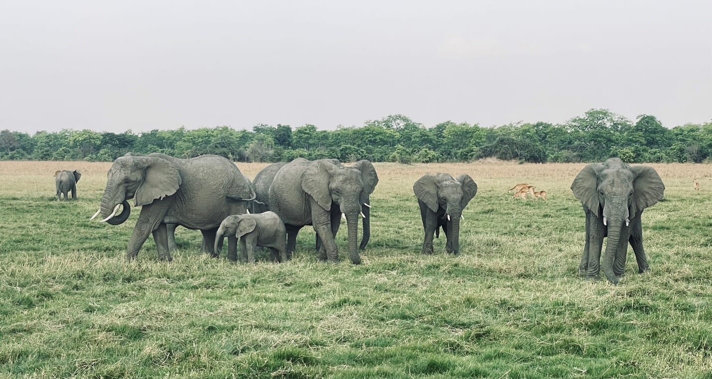 Elephants-by-Nic
