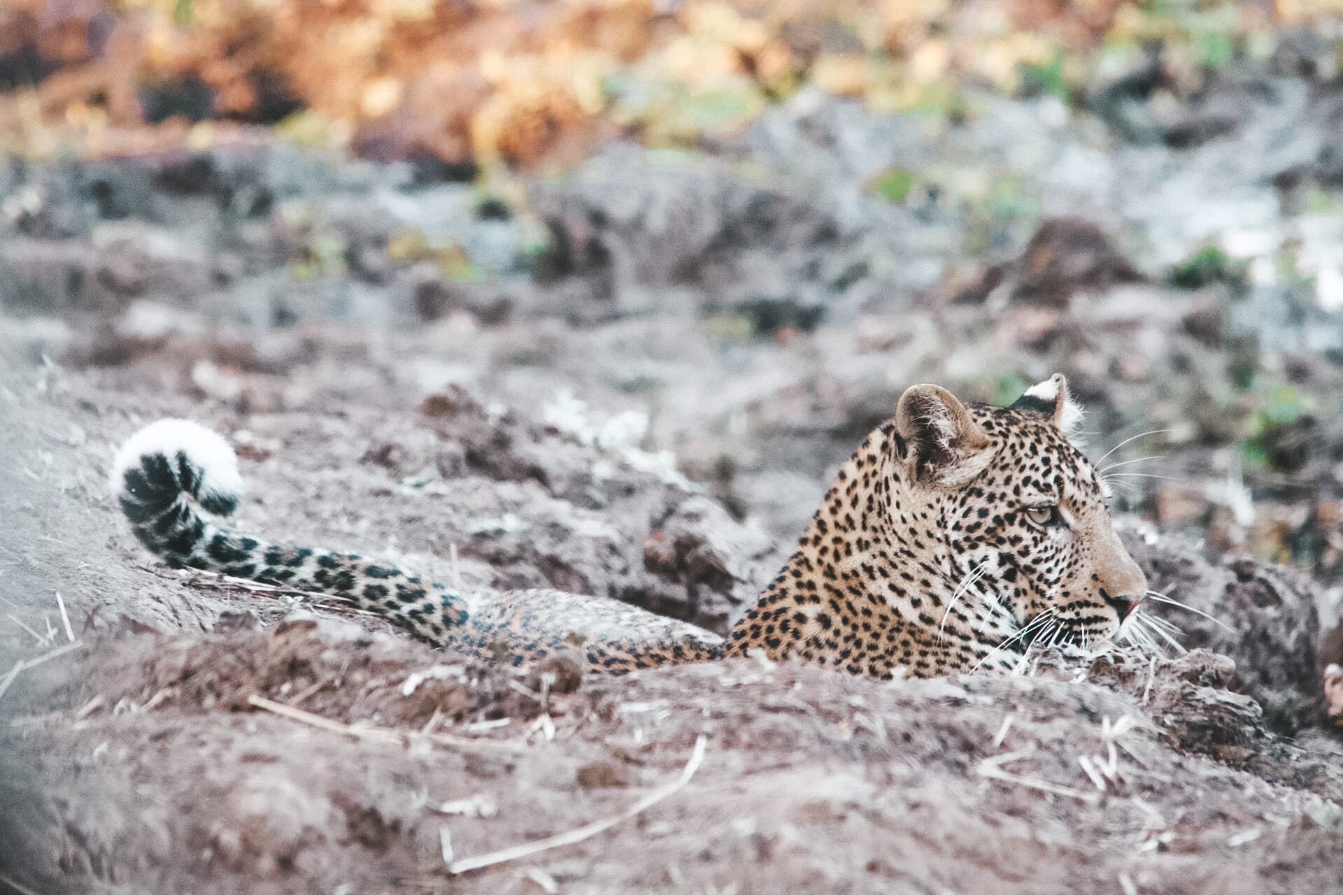 IMG_0640.jpg?w=1800&h=1200&scale