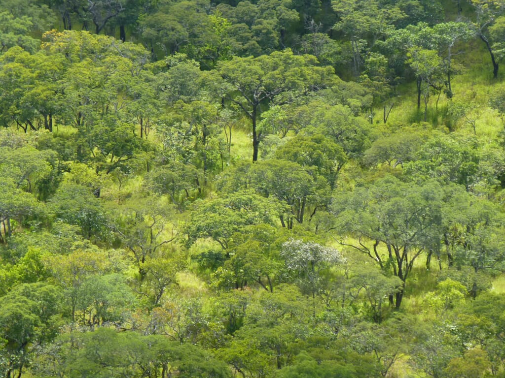 Forest_02.jpg?w=1024&h=768&scale Forest_02.jpg?w=1024&h=768&scale
