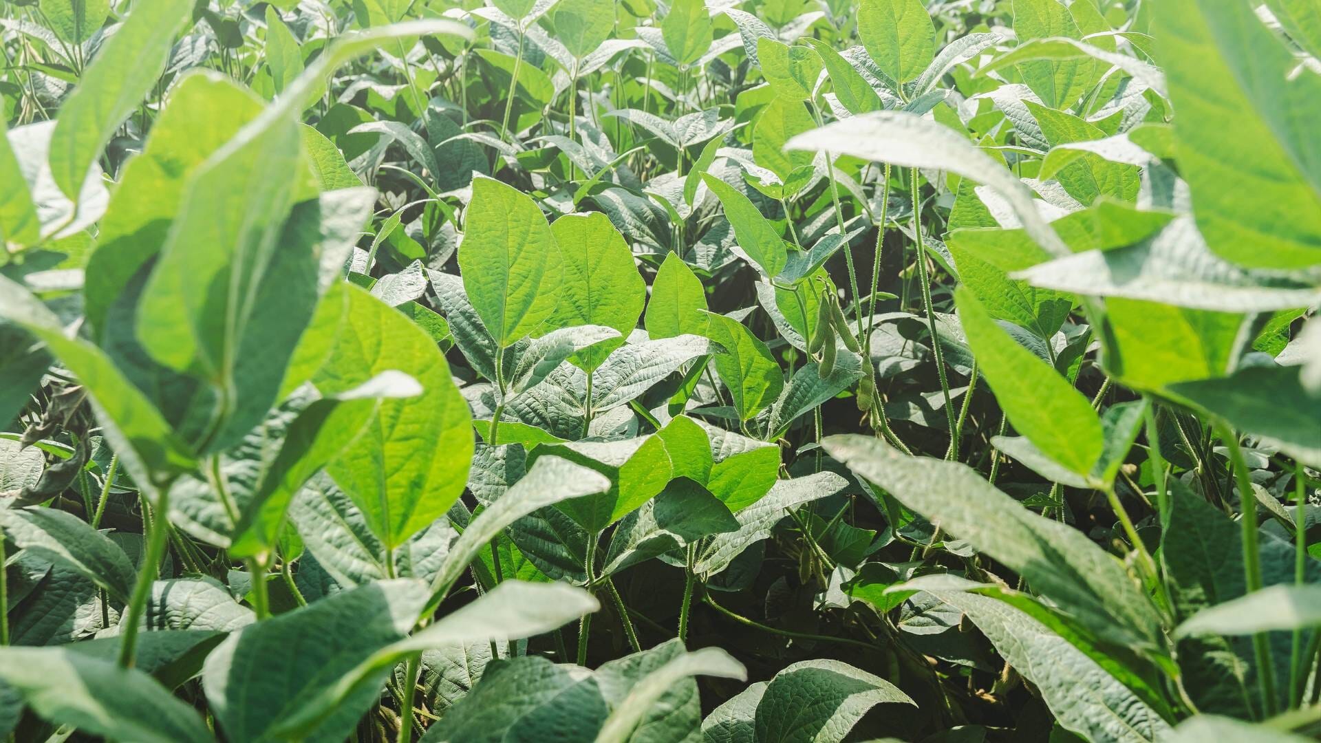 Website-featured-images.jpg?w=1024&h=576&scale