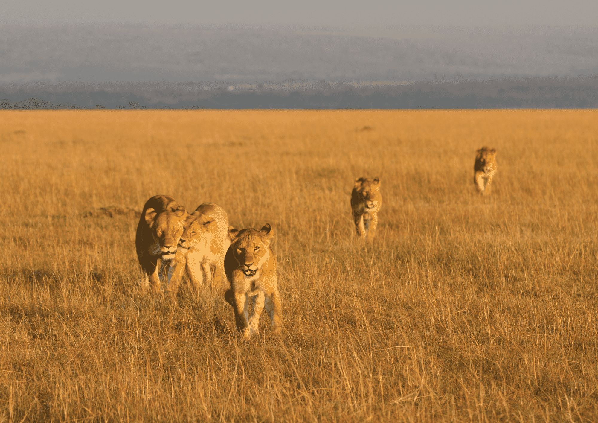 Limpopo-Desktop-Mockup-3.png?w=1697&h=1200&scale