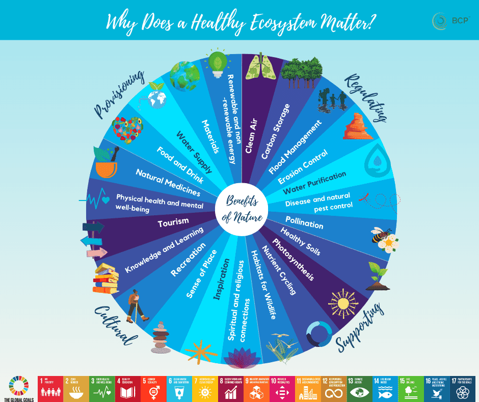 Why-Does-a-Healthy-Ecosystem-Matter