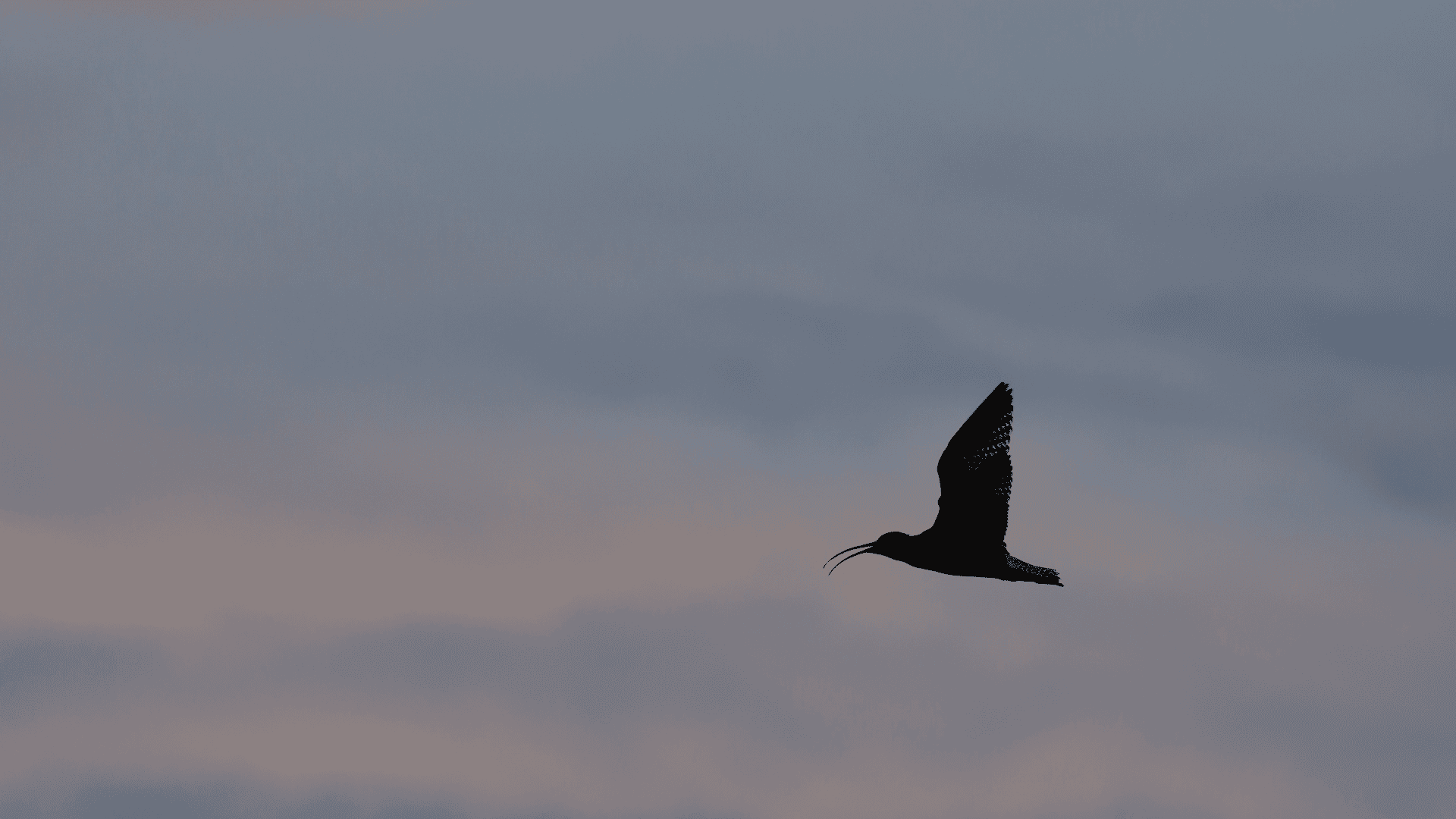 Eurasian-Curlew.png?w=1800&h=1013&scale